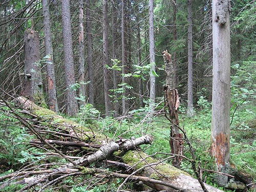 Kuva: Mauno S&auml;rkk&auml;