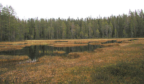 UPM:n avohakkaamaksi merkitsem&auml;&auml; mets&auml;&auml; Evon alueella. Kuva: Matti Liimatainen